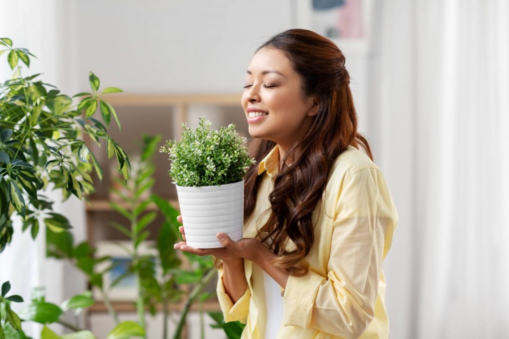 Las plantas ayudan a limpiar el aire doméstico