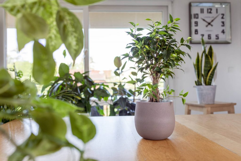 Las plantas nos ayudan a proteger la vivienda del calor en verano